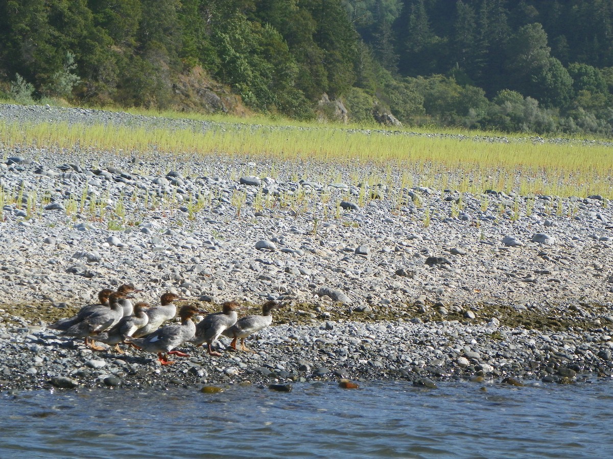 Common Merganser - ML616115450