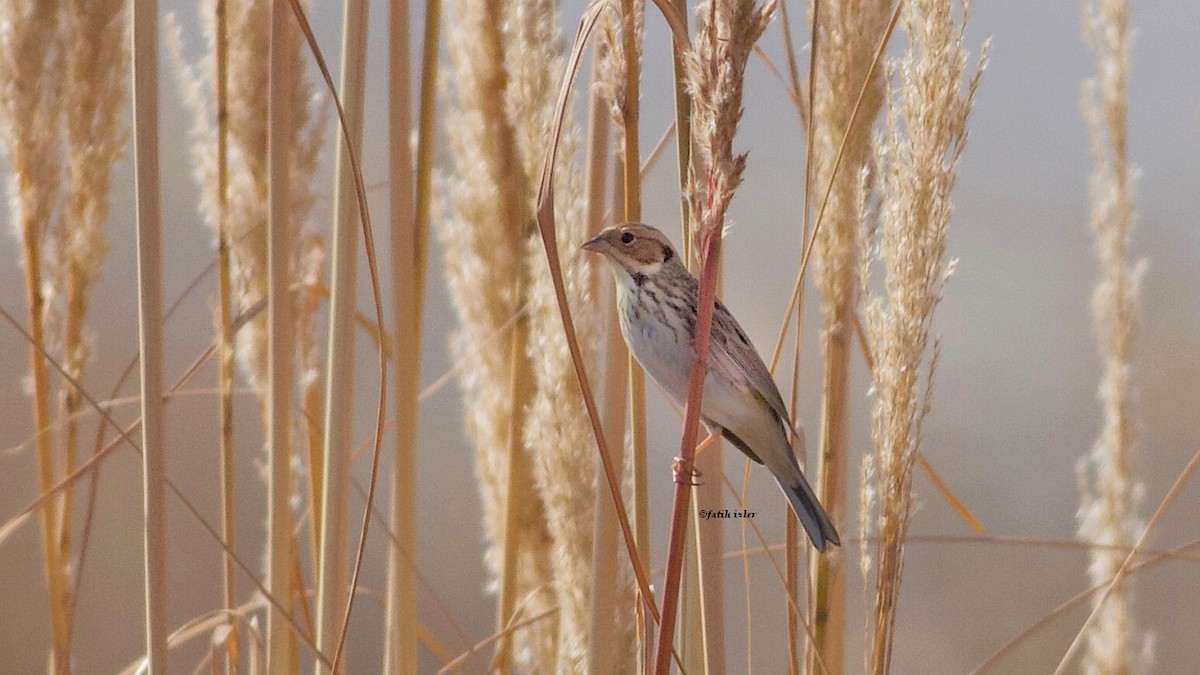 Little Bunting - ML616115463