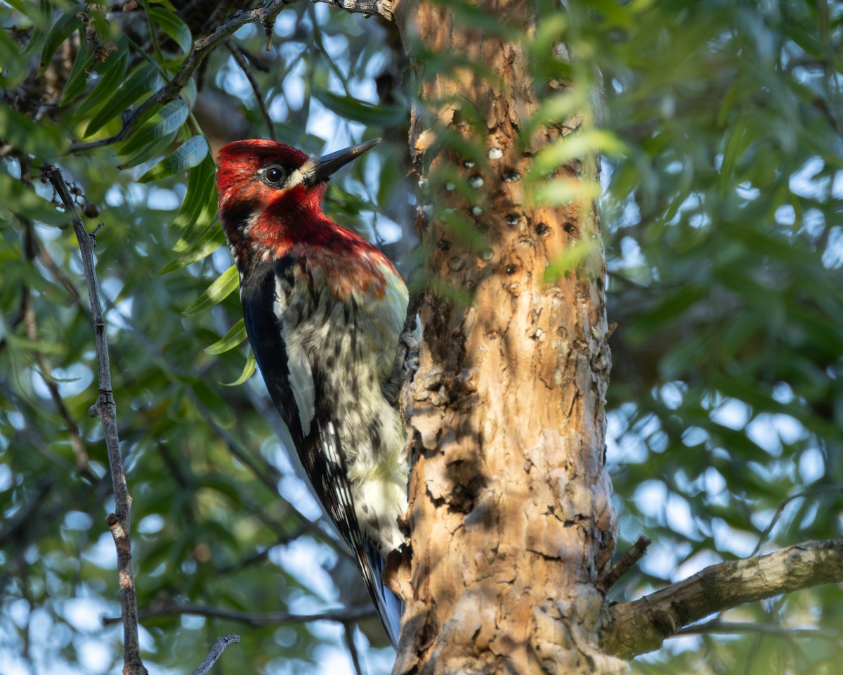 Red-breasted Sapsucker - Barry Rowan