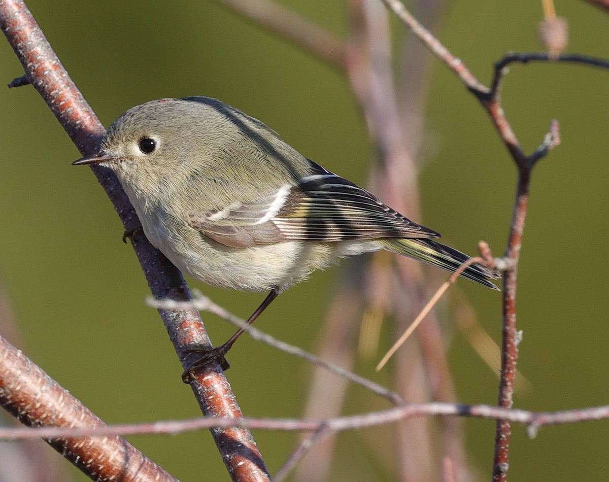 Ruby-crowned Kinglet - Henry Zimberlin