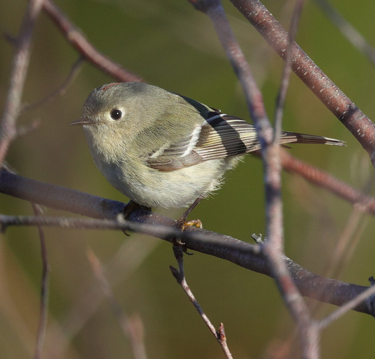 Ruby-crowned Kinglet - ML616115558