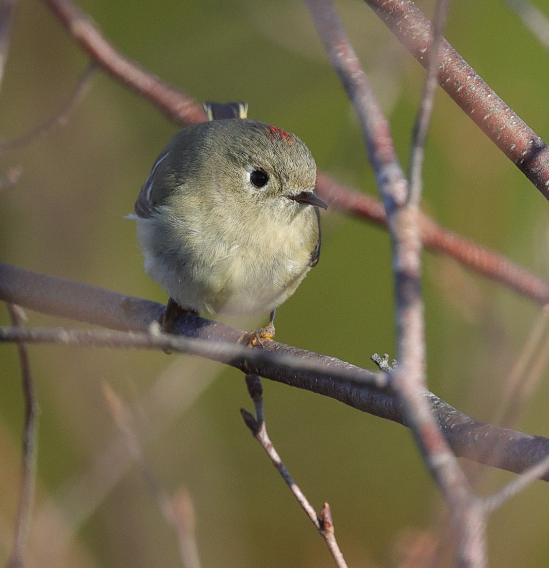 Ruby-crowned Kinglet - ML616115563