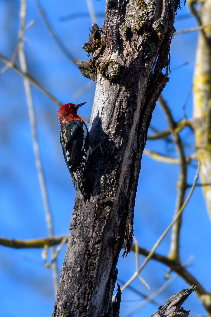 Red-breasted Sapsucker - Nathan Usselman