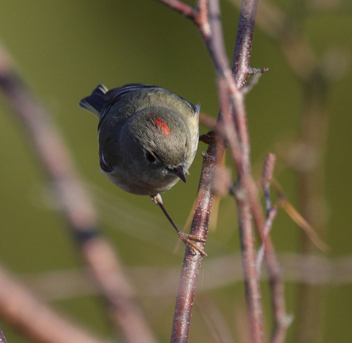 Ruby-crowned Kinglet - Henry Zimberlin