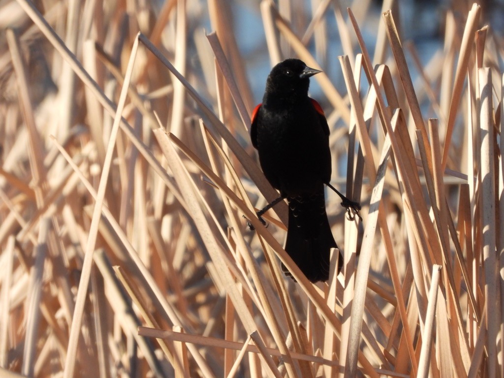 Red-winged Blackbird - ML616115577