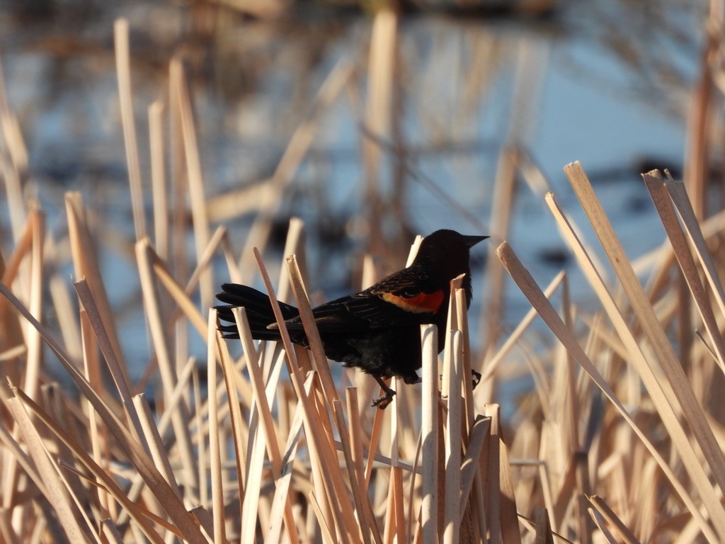Red-winged Blackbird - ML616115578