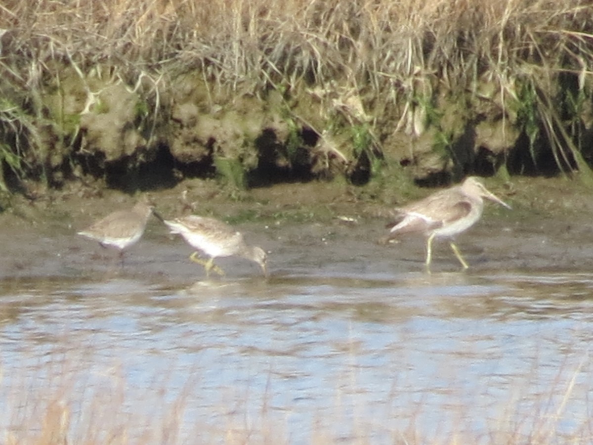 Long-billed Dowitcher - ML616115589