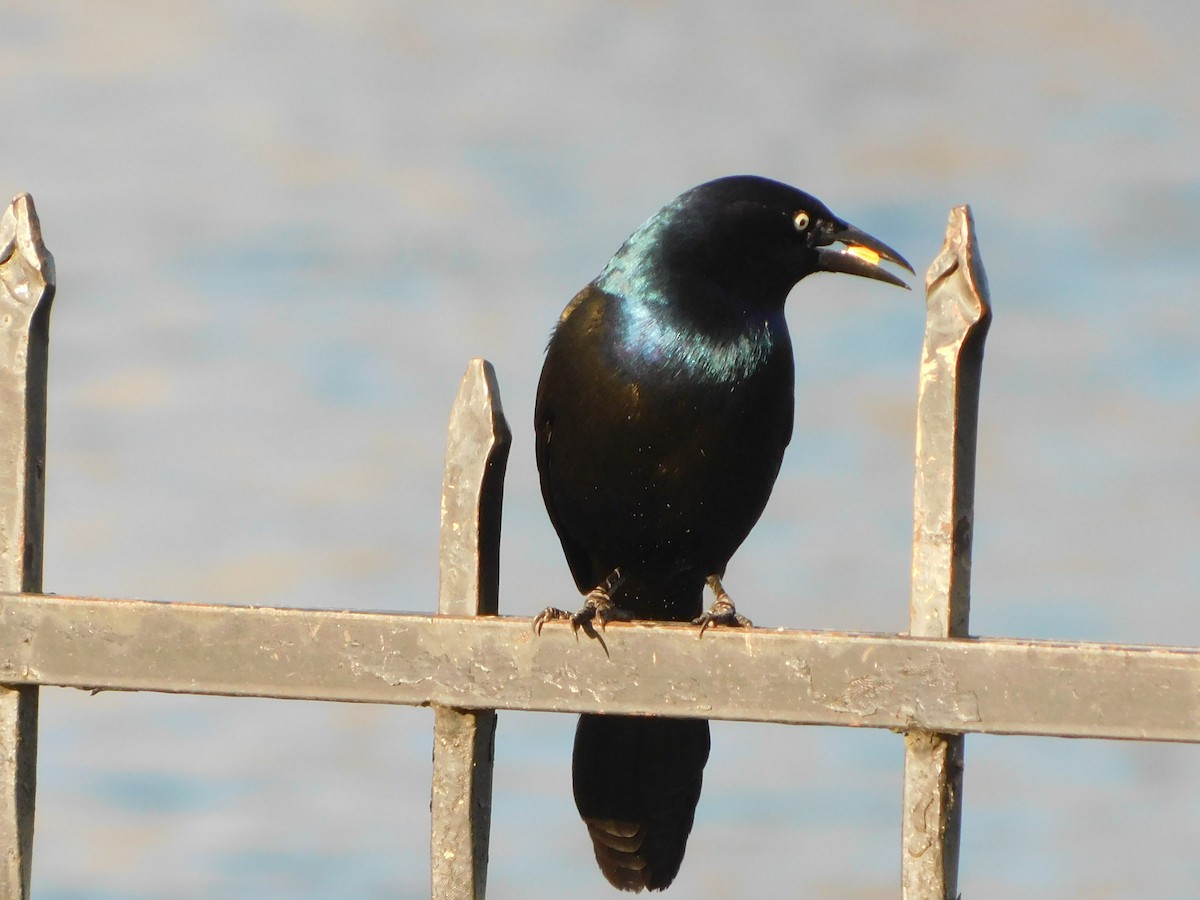 Common Grackle - ML616115595