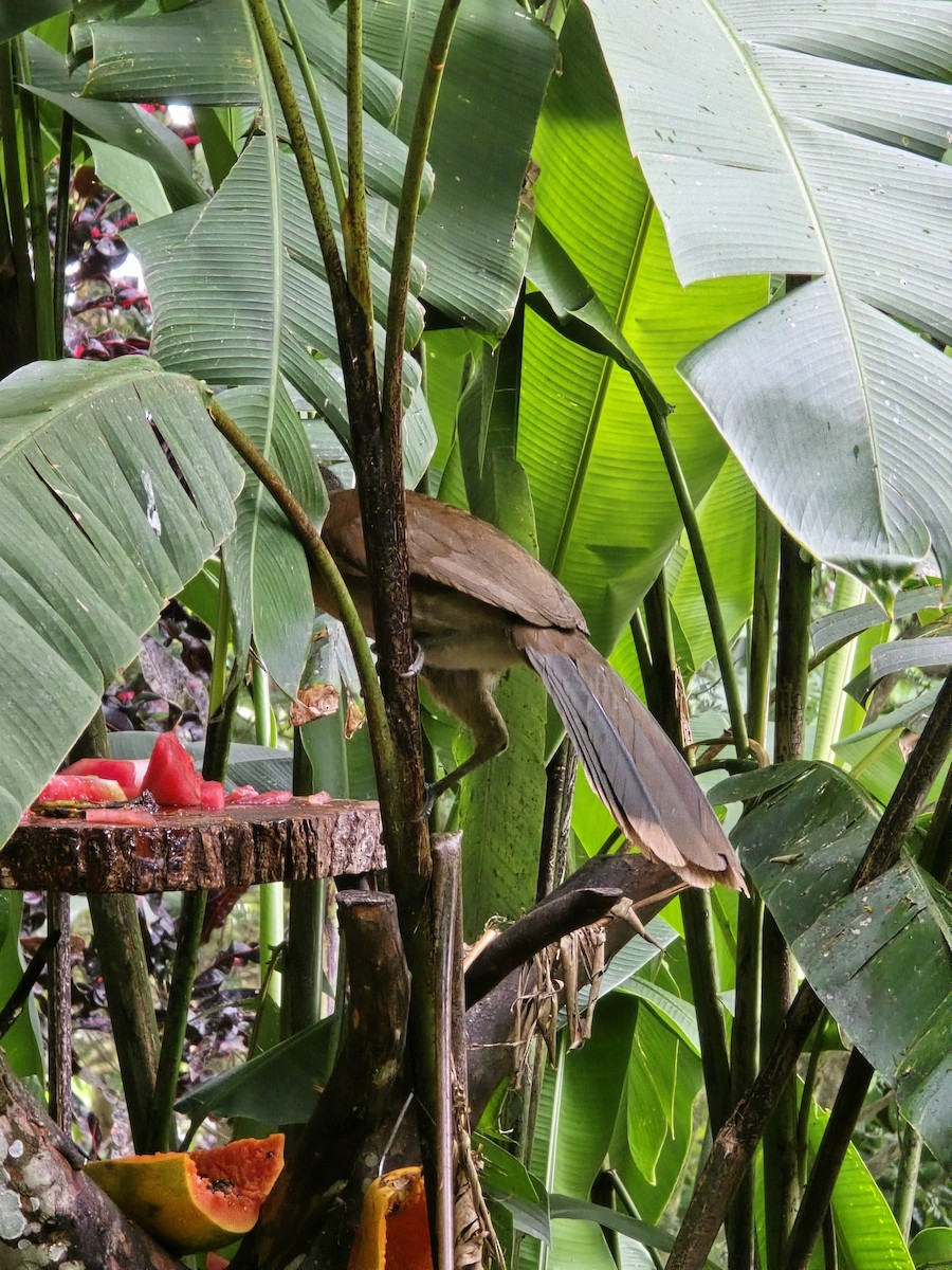 Gray-headed Chachalaca - Bruno Rosa