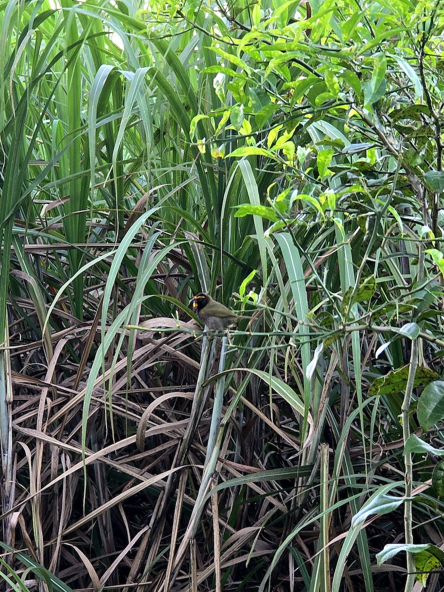 Yellow-faced Grassquit - ML616115737