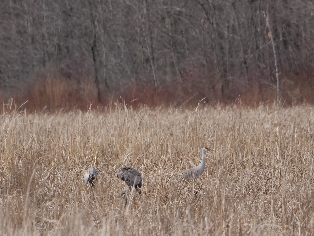 Sandhill Crane - ML616115799