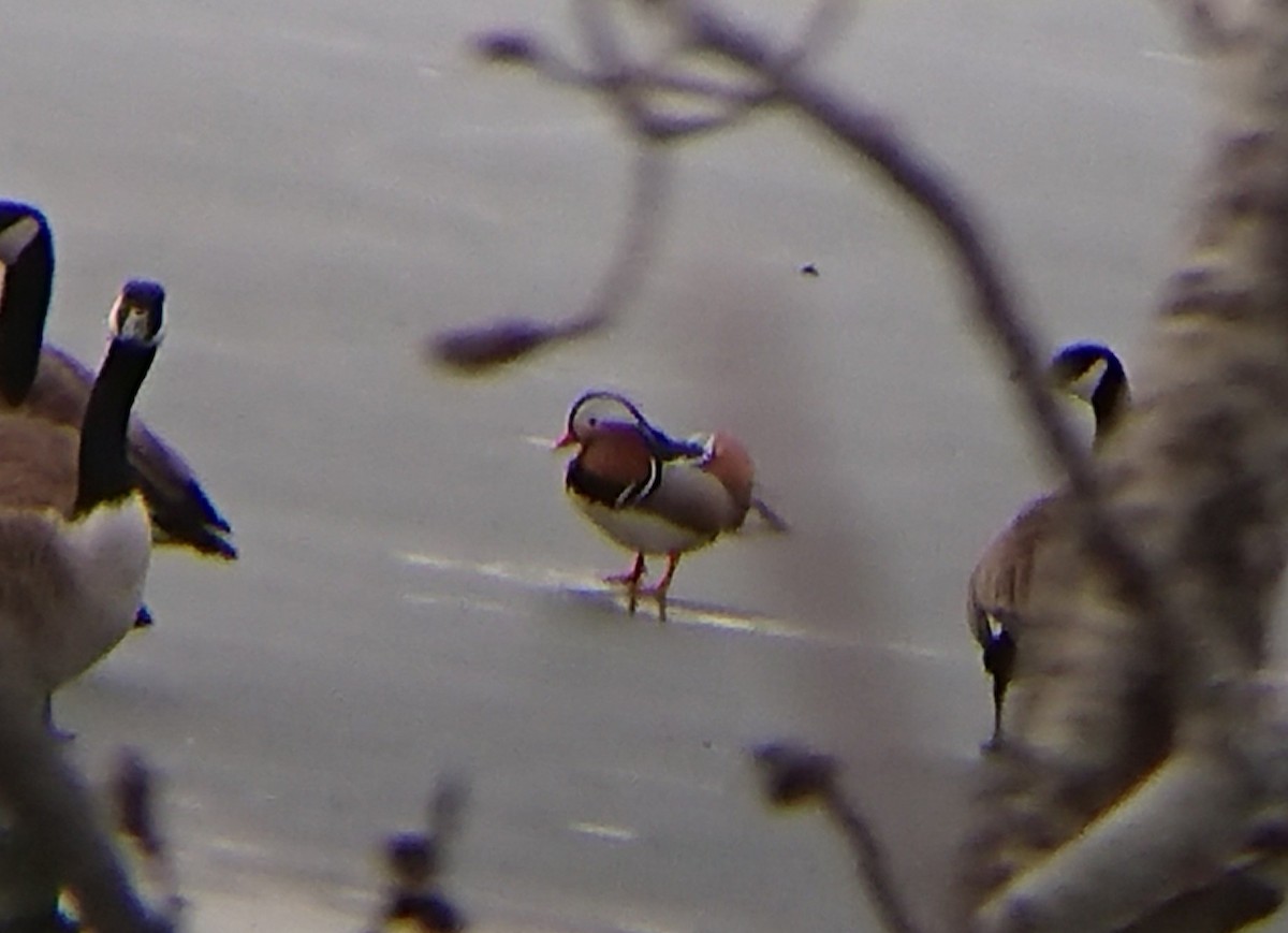 Мандир уранхажин - ML616115821