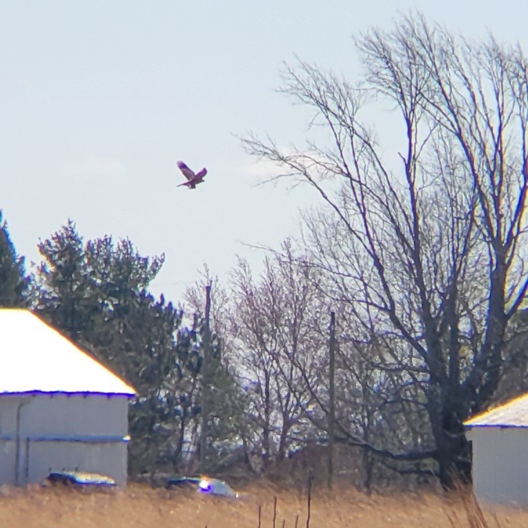 Northern Harrier - ML616115842