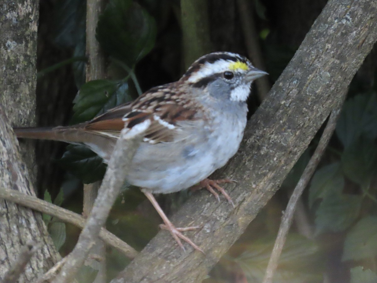 White-throated Sparrow - ML616115853