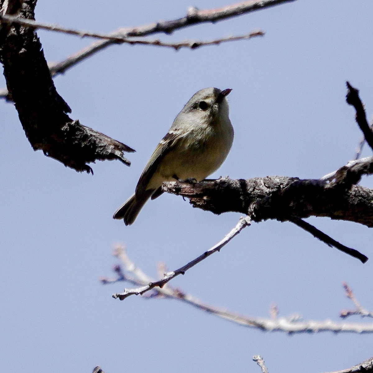 Hutton's Vireo - ML616115869