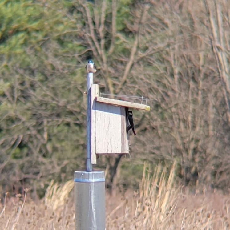 Tree Swallow - ML616115908