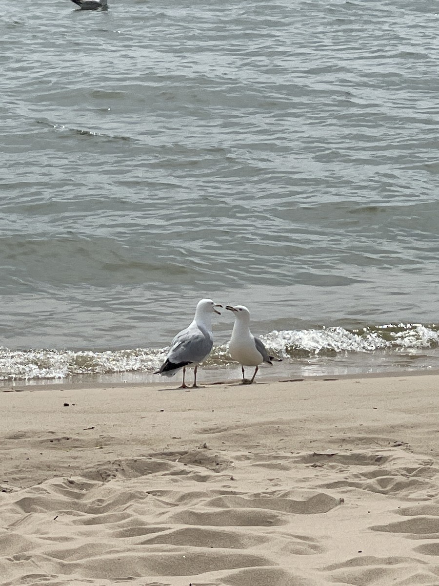 Ring-billed Gull - Paul Fedorowicz