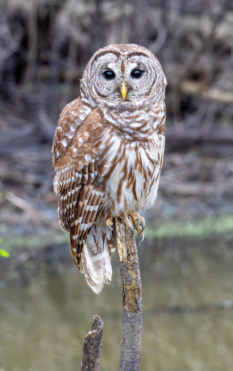 Barred Owl - Barry Tillman