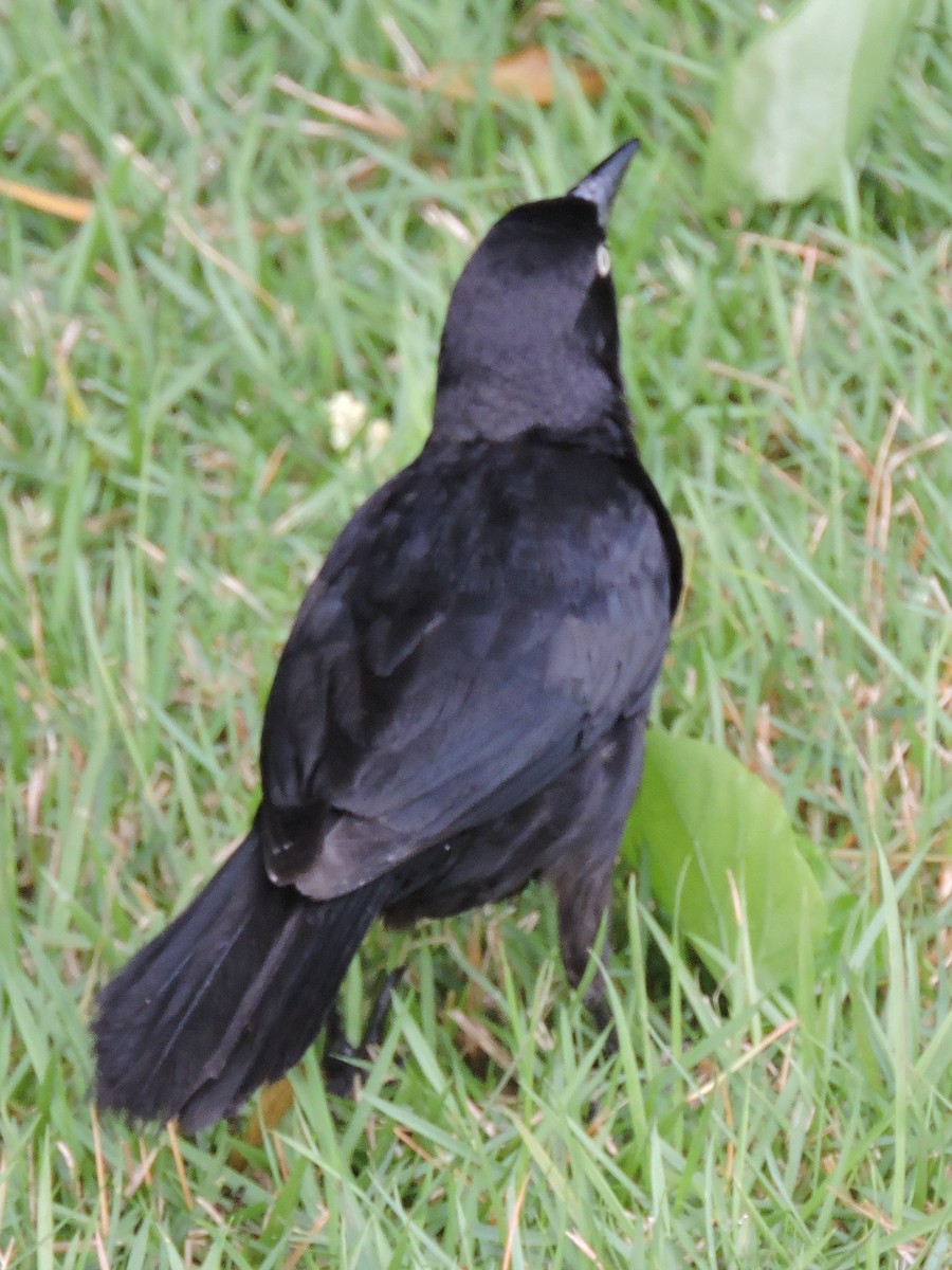 Greater Antillean Grackle - ML616116056