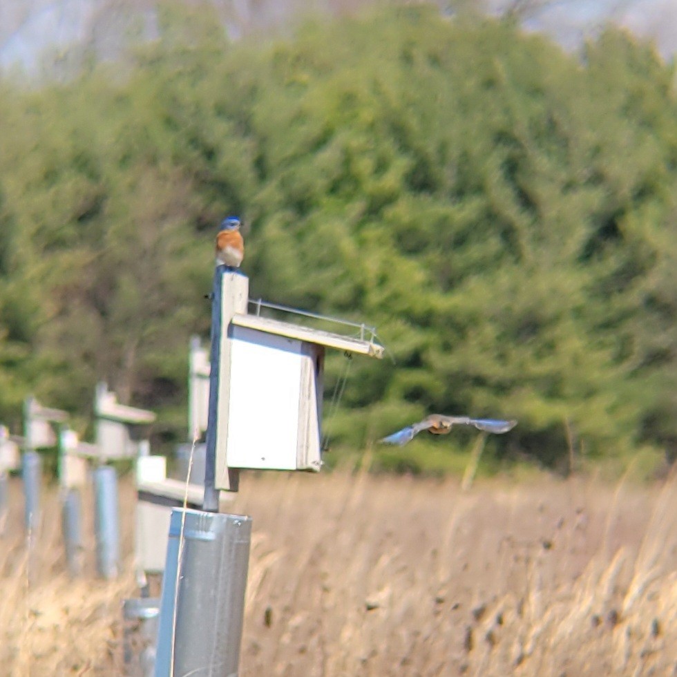 Eastern Bluebird (Eastern) - ML616116092