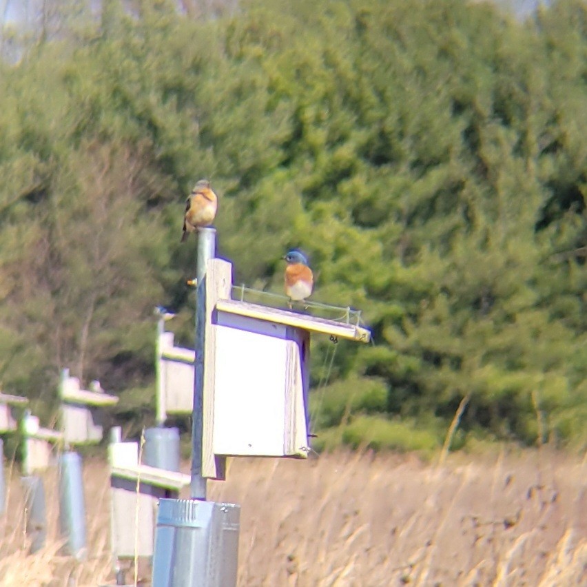 Eastern Bluebird (Eastern) - ML616116093