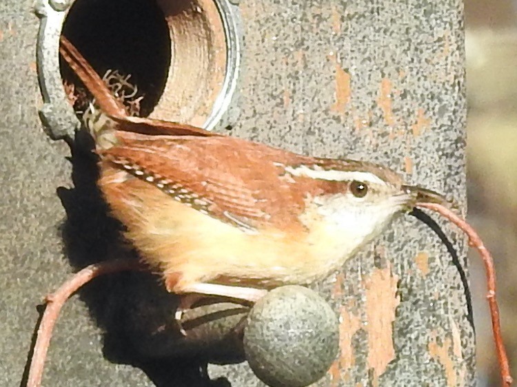 Carolina Wren - Mary  McMahon