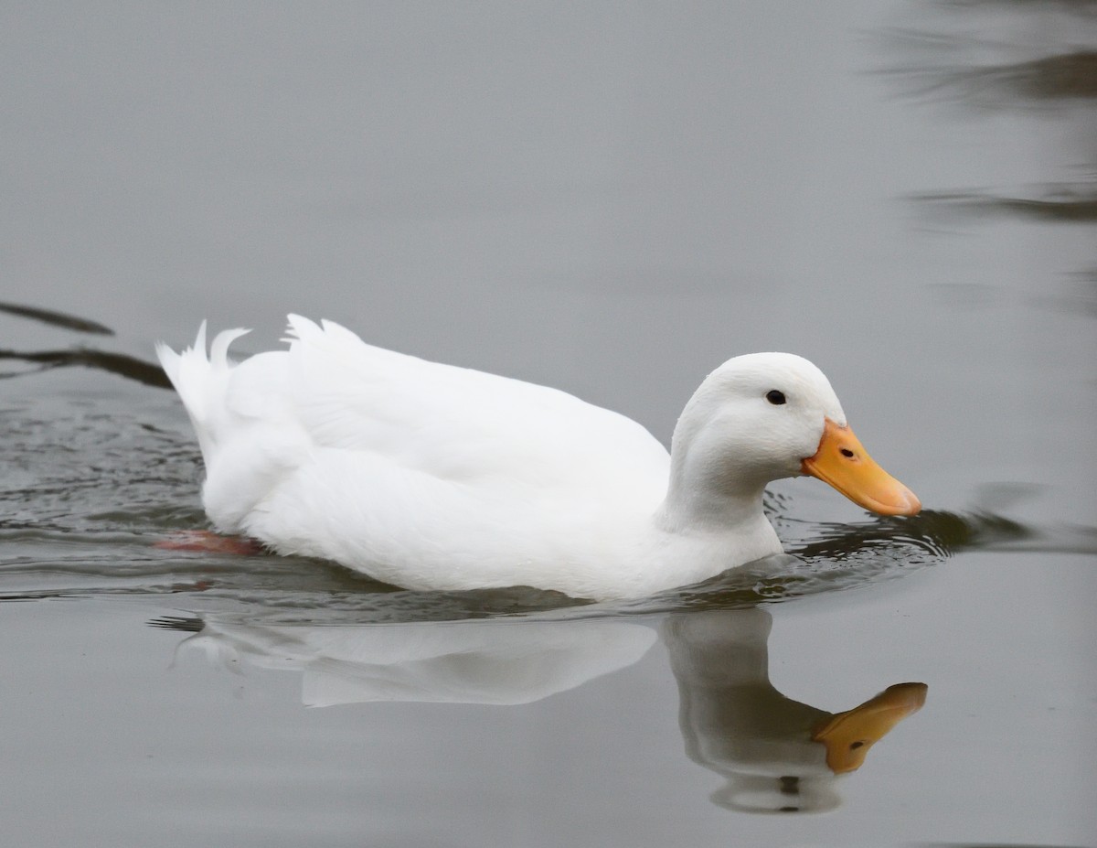 Mallard (Domestic type) - ML616116138