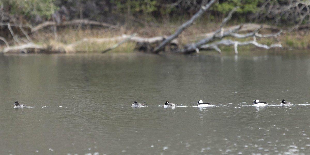 Bufflehead - Jim Tolbert