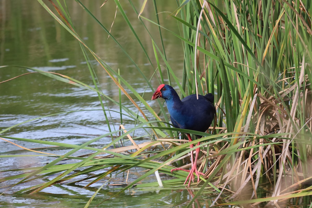 Western Swamphen - ML616116184