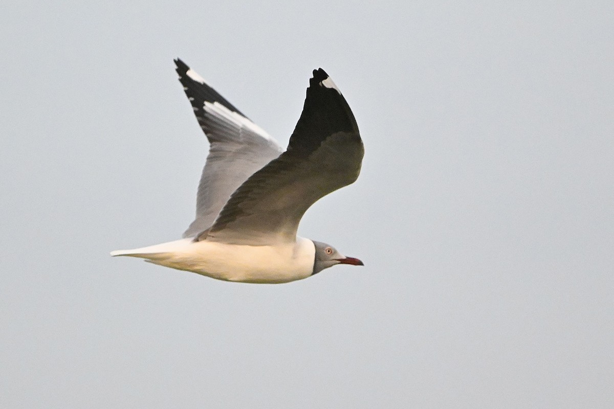 Gray-hooded Gull - ML616116190