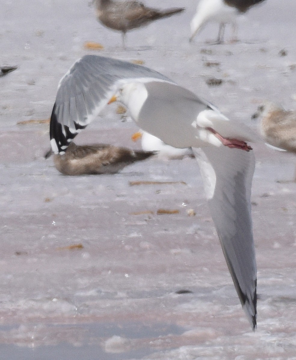 Gaviota Argéntea - ML616116222