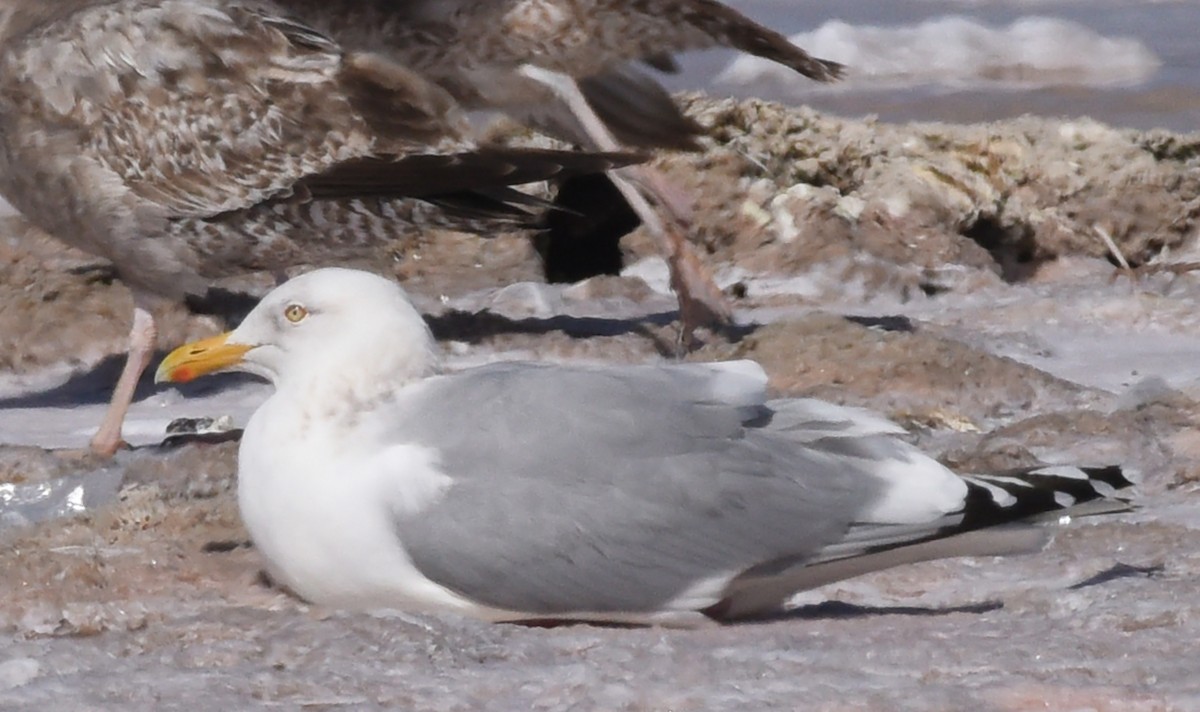 Herring Gull - Steven Mlodinow