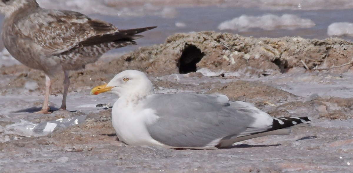 Gaviota Argéntea - ML616116224