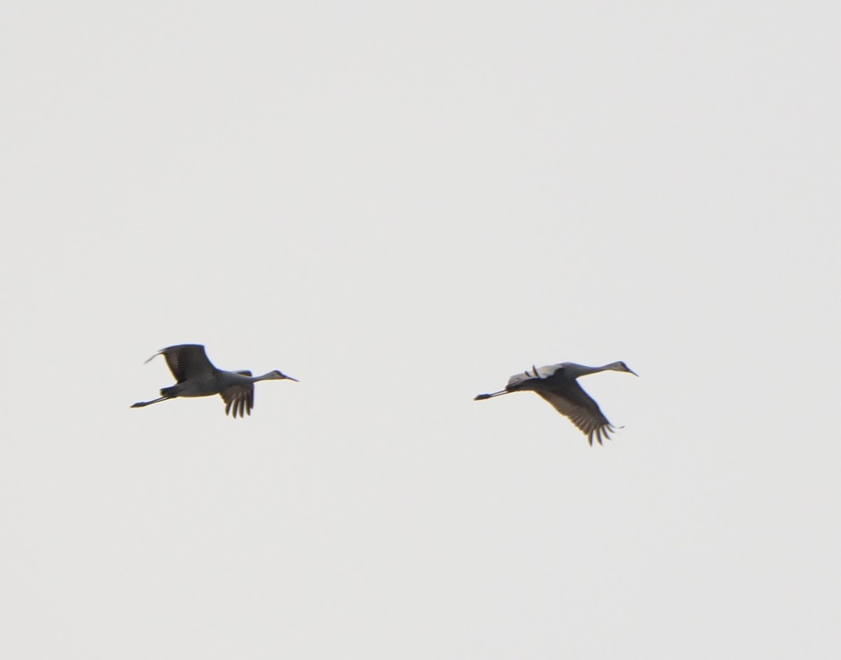 Sandhill Crane - ML616116233