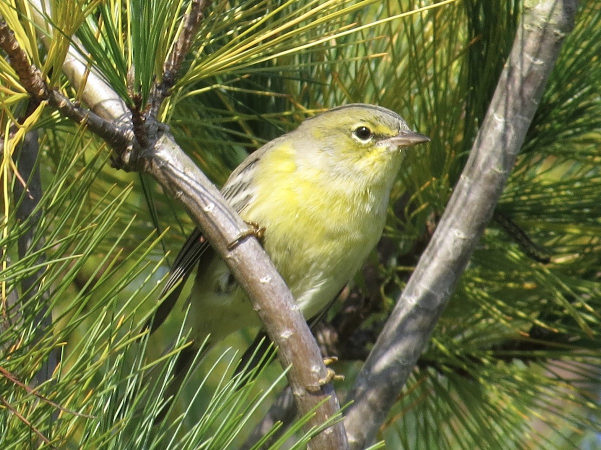 Pine Warbler - ML616116257