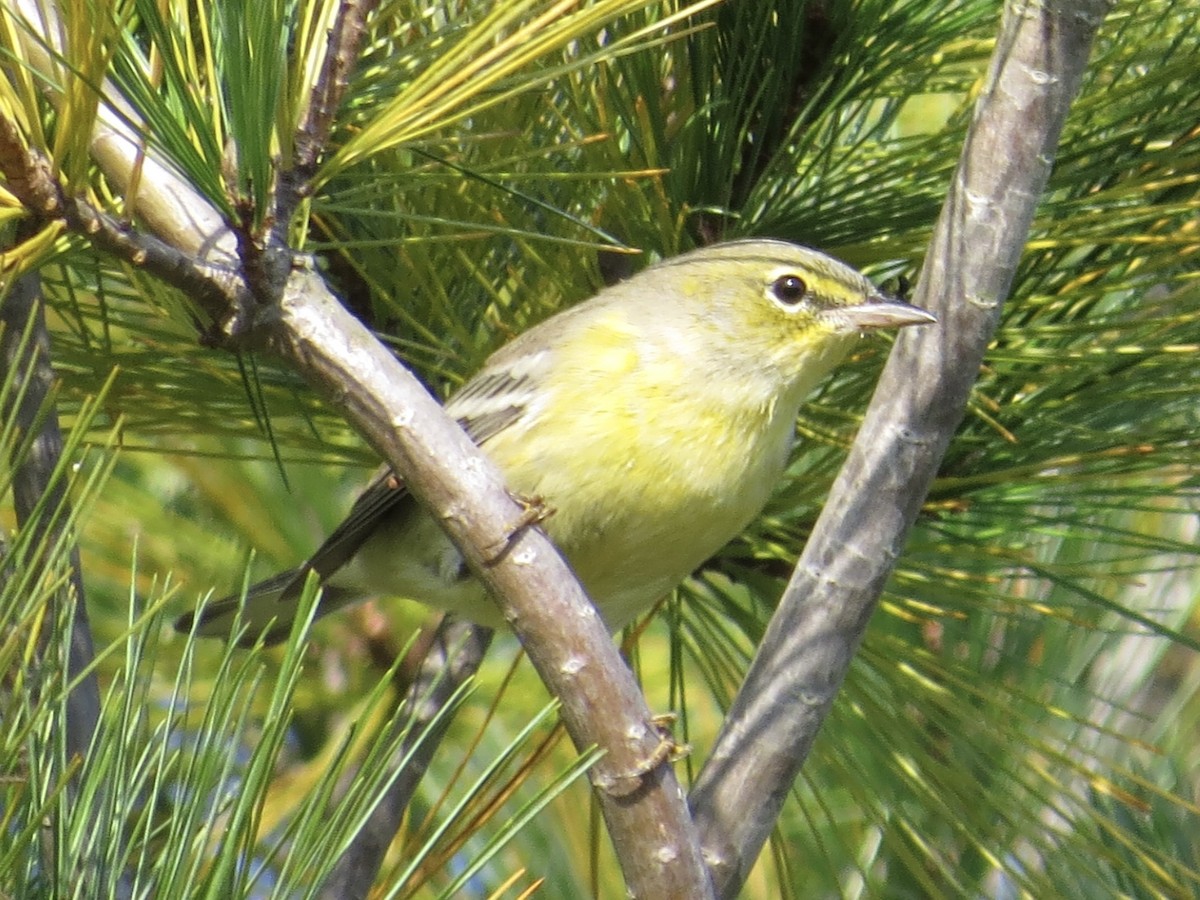 Pine Warbler - ML616116258