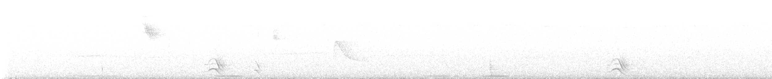 White-tipped Quetzal - ML616116326