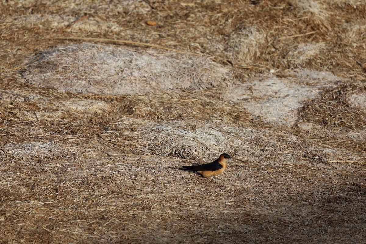 Red-rumped Swallow - Luís Filipe Ferreira