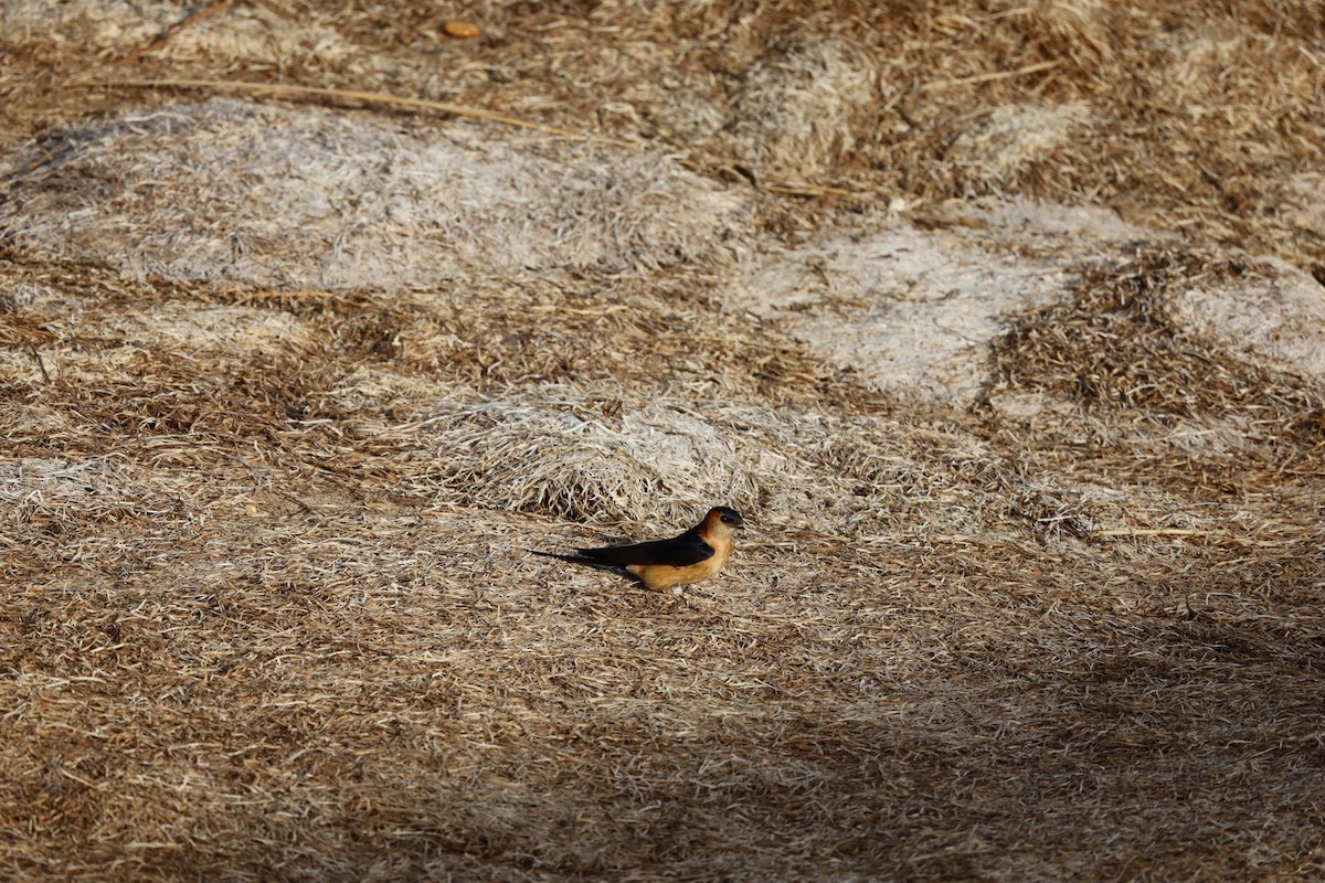 Red-rumped Swallow - Luís Filipe Ferreira