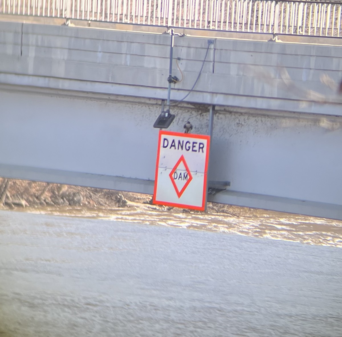 Falco pellegrino - ML616116370