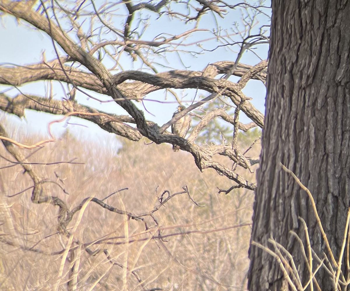 Falco pellegrino - ML616116371