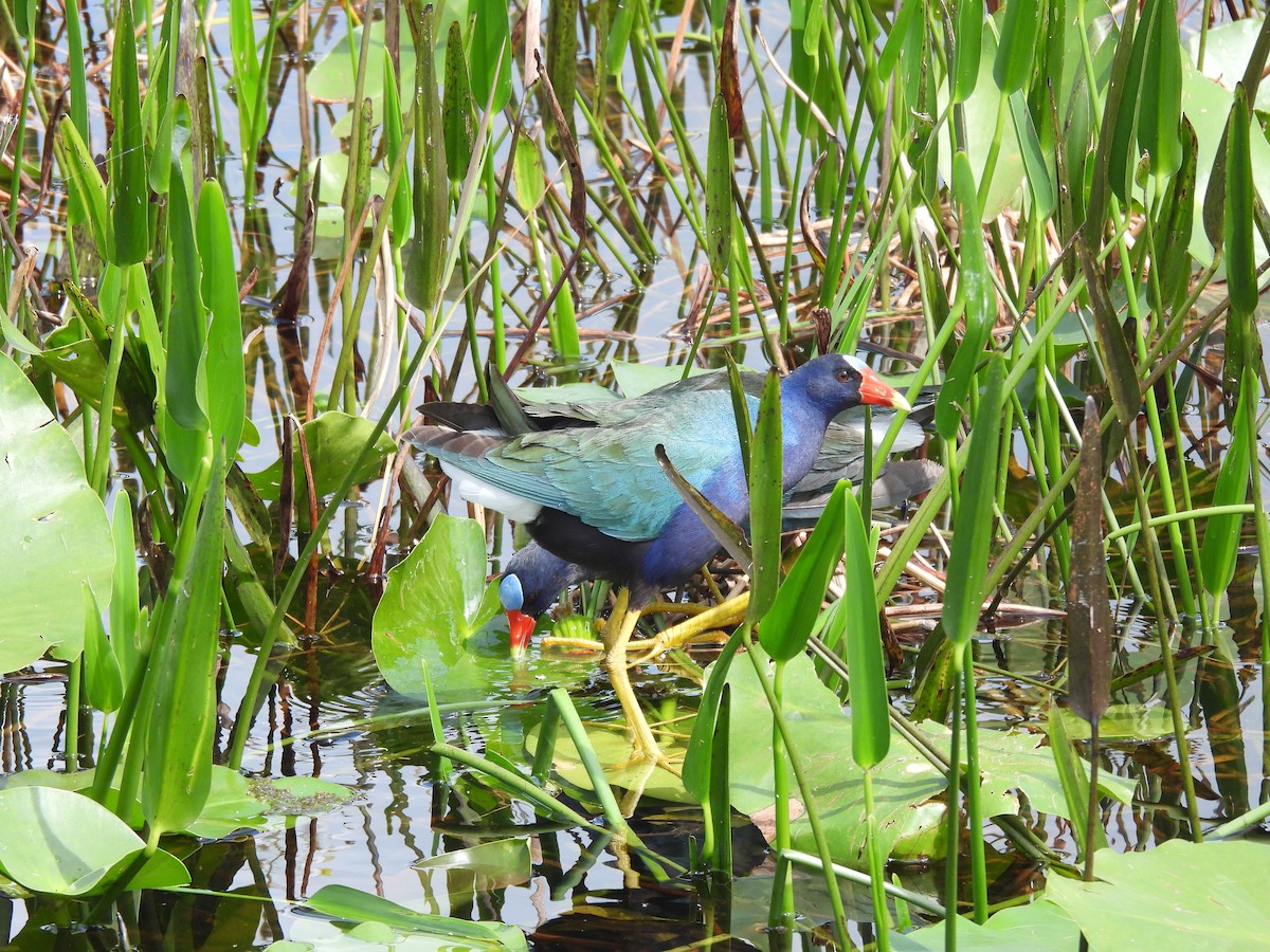 Purple Gallinule - ML616116374