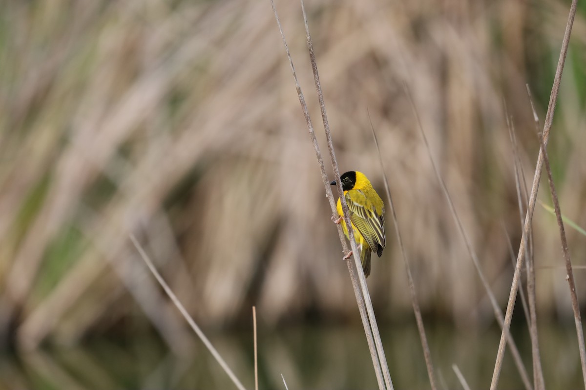 Black-headed Weaver - Luís Filipe Ferreira