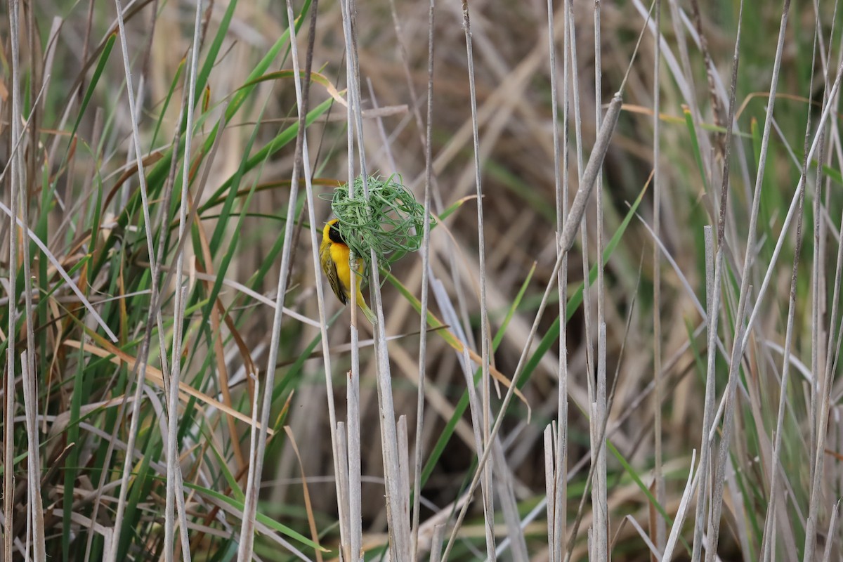 Black-headed Weaver - Luís Filipe Ferreira