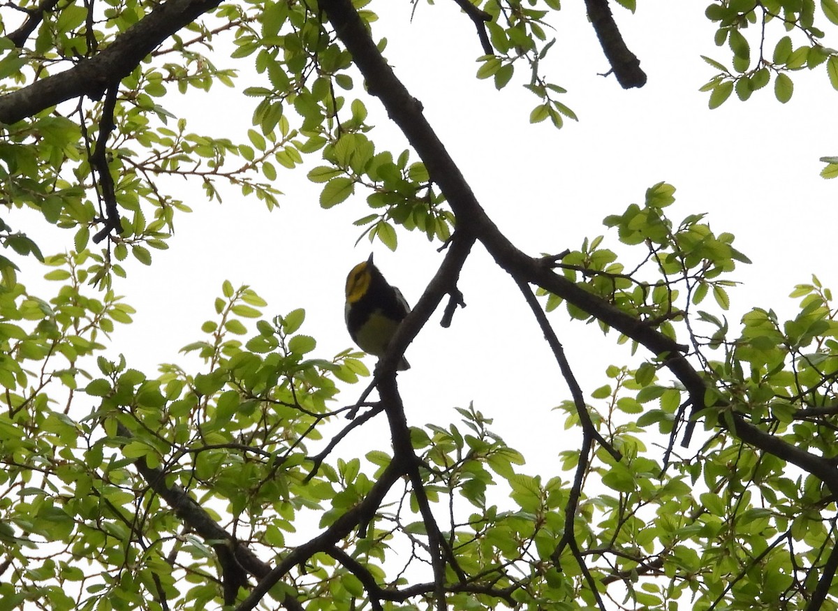 Black-throated Green Warbler - ML616116394