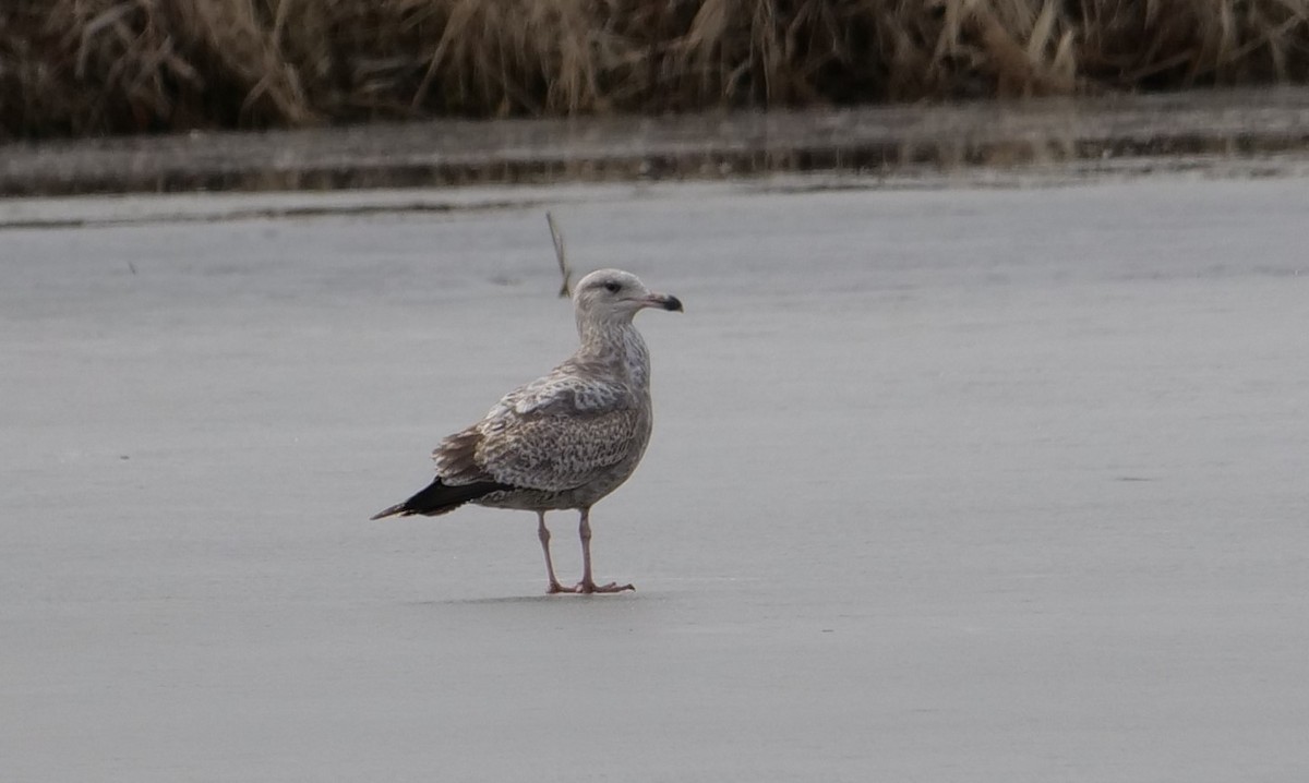 Herring Gull - ML616116430