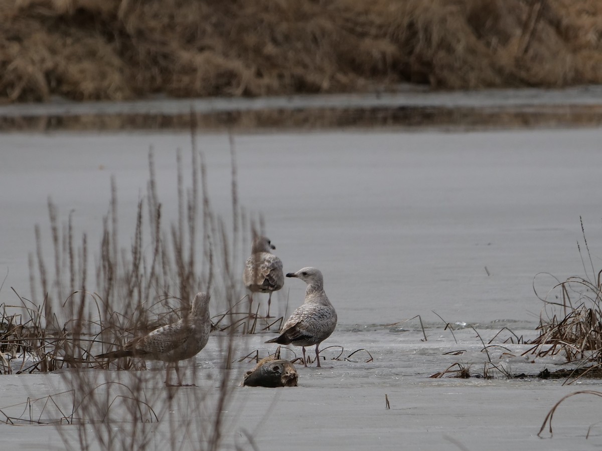 Herring Gull - ML616116431