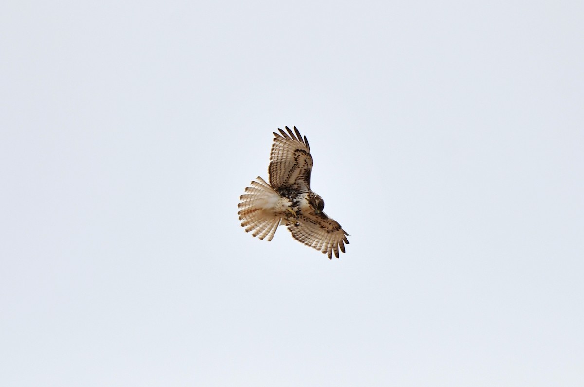 Red-tailed Hawk - ML616116447