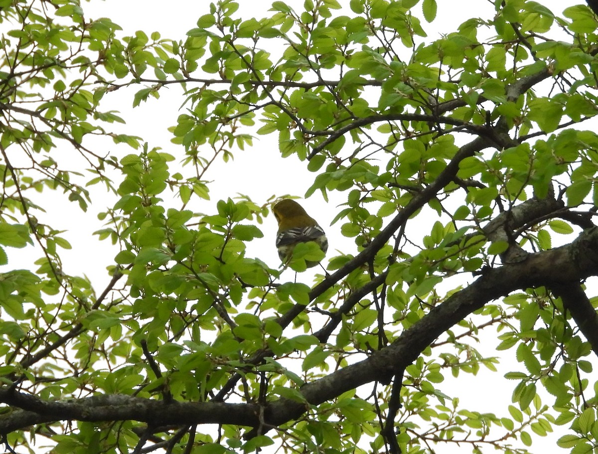 Black-throated Green Warbler - Chris Davis