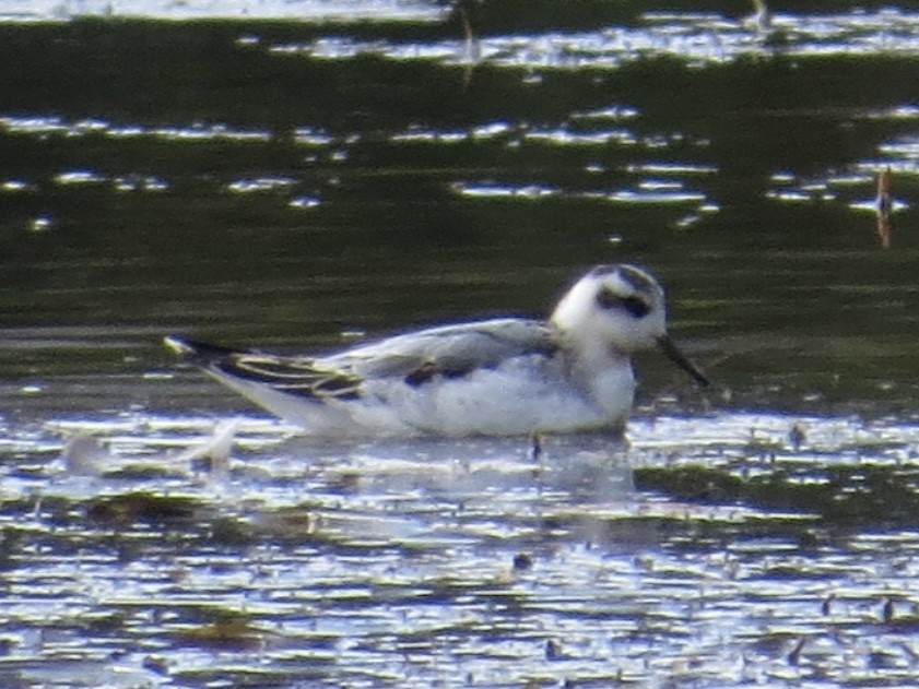 Red Phalarope - ML616116510